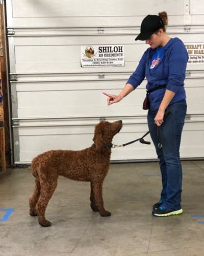 HH therapy dogs